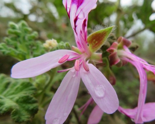 Pelargonium quercifolium anthers unripe